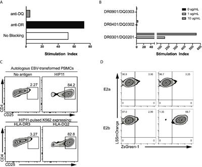 Characterization of Human CD4 T Cells Specific for a C-Peptide/C-Peptide Hybrid Insulin Peptide